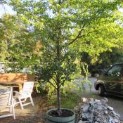 &copy; Fachgebiet Vegetationstechnik & Pflanzenverwendung (TU Berlin)