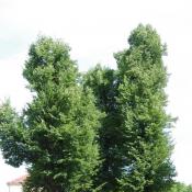 &copy; Fachgebiet Vegetationstechnik & Pflanzenverwendung (TU Berlin)