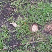 &copy; Fachgebiet Vegetationstechnik & Pflanzenverwendung (TU Berlin)