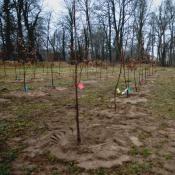 &copy; Fachgebiet Vegetationstechnik & Pflanzenverwendung (TU Berlin)