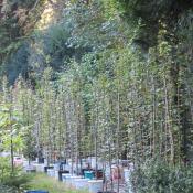 &copy; Fachgebiet Vegetationstechnik & Pflanzenverwendung (TU Berlin)