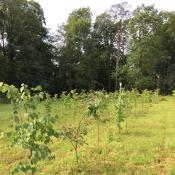 &copy; Fachgebiet Vegetationstechnik & Pflanzenverwendung (TU Berlin)