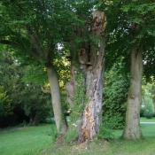 &copy; Fachgebiet Vegetationstechnik & Pflanzenverwendung (TU Berlin)