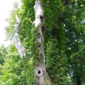 &copy; Fachgebiet Vegetationstechnik & Pflanzenverwendung (TU Berlin)