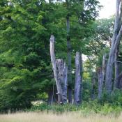 &copy; Fachgebiet Vegetationstechnik & Pflanzenverwendung (TU Berlin)