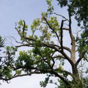 &copy; Fachgebiet Vegetationstechnik & Pflanzenverwendung (TU Berlin)